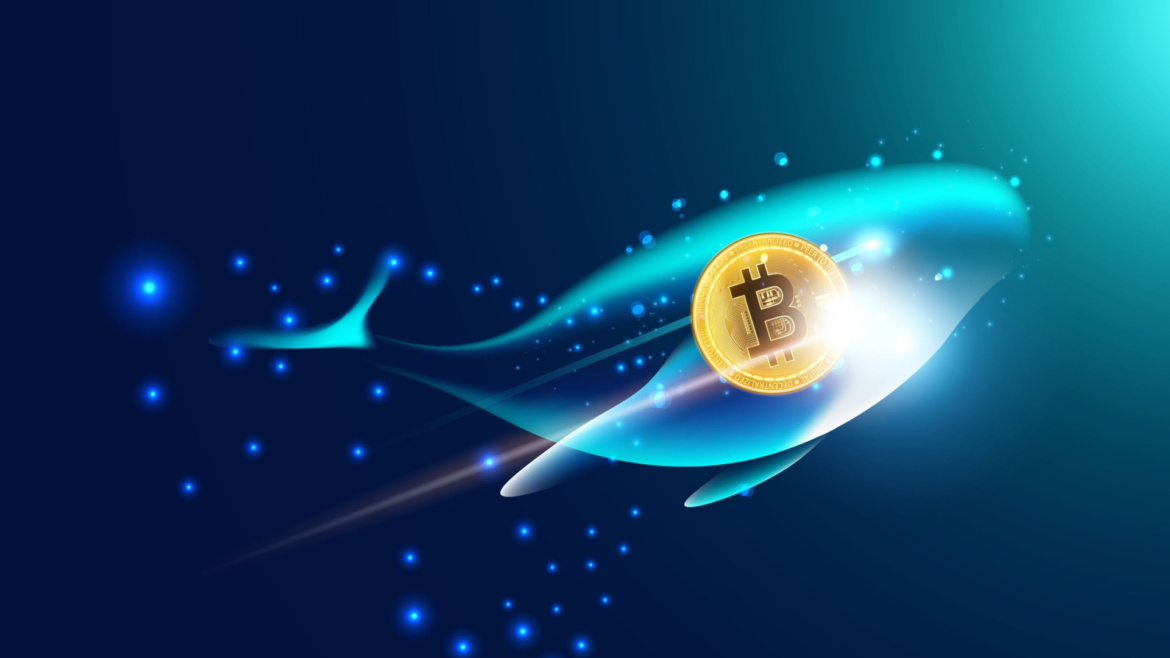 8 Yıllık Uykudan 383 Milyon Dolarla Uyandı: Dev Bitcoin Balinası Sessizliğini Bozdu