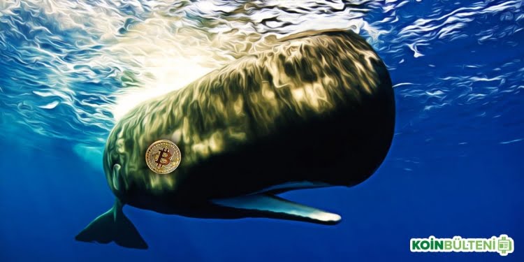 Balina Bitcoin