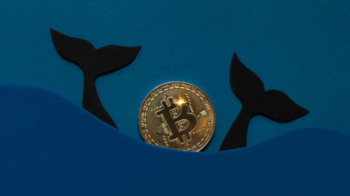 Bitcoin’de Arz Güçlü Ellere Geçiyor: Balinalar 8 Günde Tam 19.696 BTC Biriktirdi