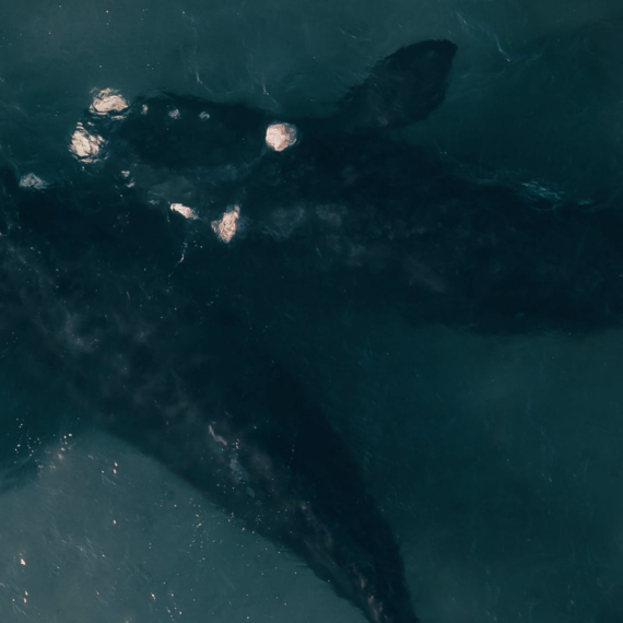 Balinaların Alım İştahı Son Günlerin Popüler Altcoin’i Özelinde Yoğunlaşıyor!